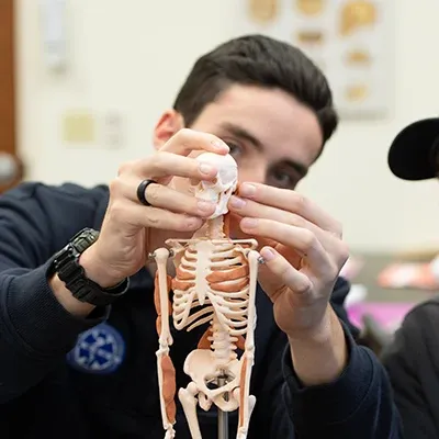 Male student working in a lab with a model human skeleton.